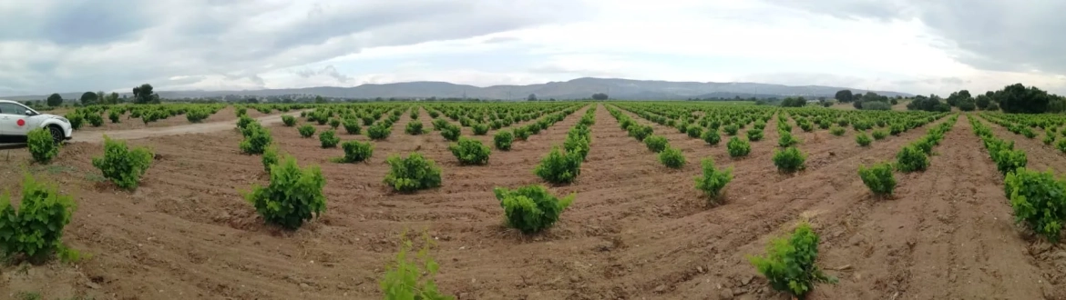 Garnacha tinta en Villa del Prado.